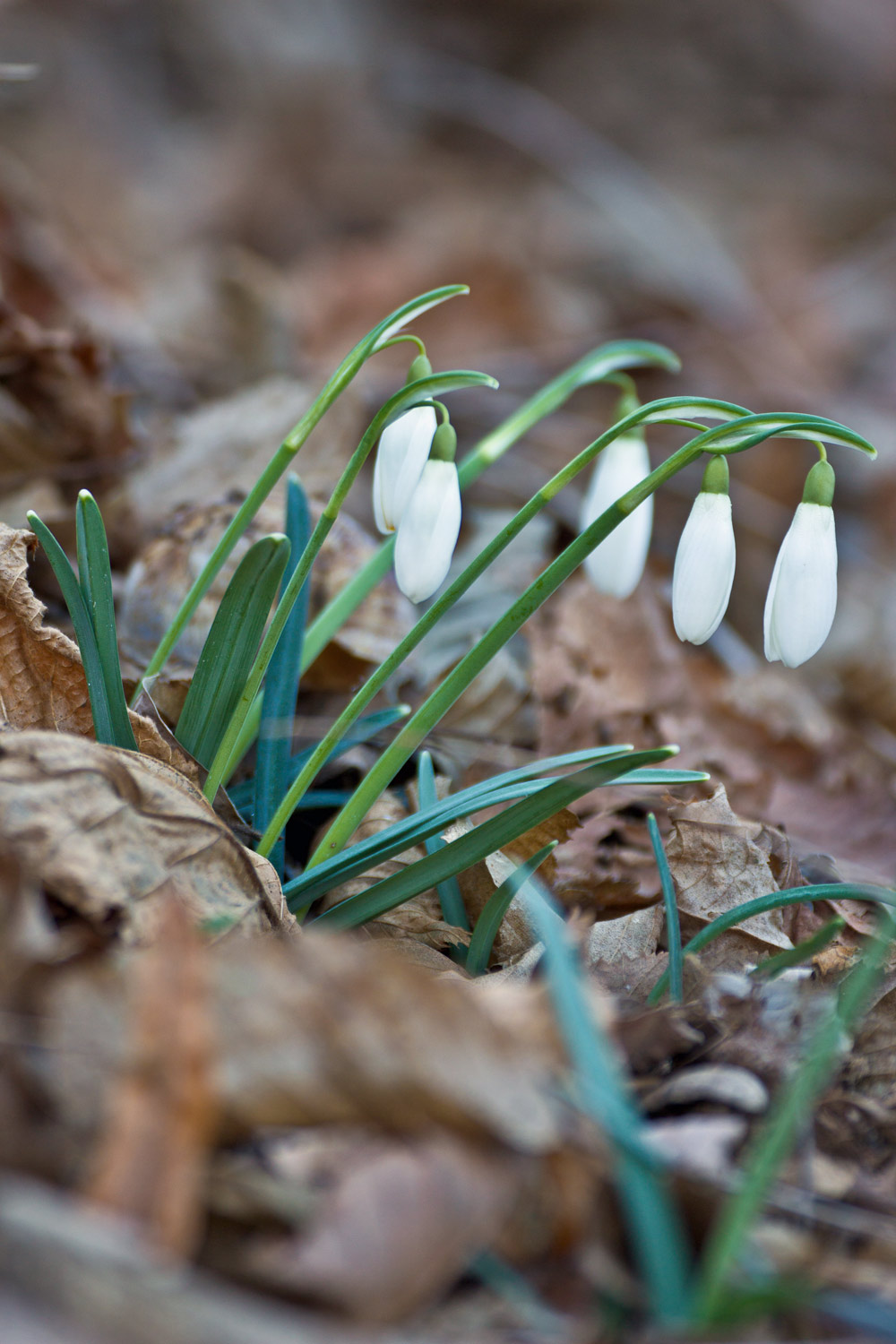 Galanthus nivalis / Bucaneve